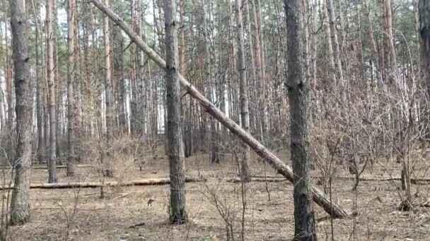 Aproape de copacul căzut în pădure. Conceptul de pericol pentru viața și sănătatea umană . — Videoclip de stoc