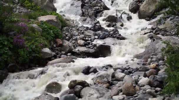 Río Rápido Cerca Orilla Verde Rápida Corriente Limpia Que Fluye — Vídeo de stock