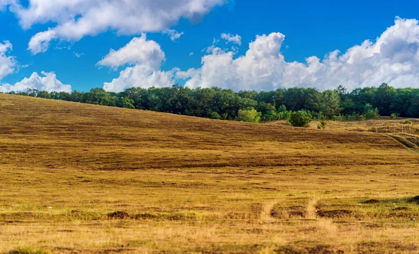 Prachtig Landschap Van Geel Veld Met Groen Bos Bij Helder — Stockfoto