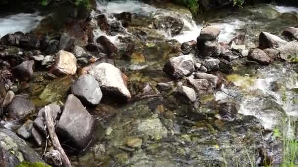 Snabb flod nära grön strand. Snabb ren ström som rinner på stenar nära kusten med gröna växter på landsbygden. — Stockvideo