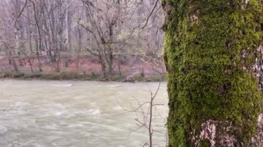 Dağ nehrinin muhteşem ve gizemli doğası. Dağlık arazide akan dağ suları..