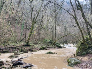 Dağ nehrinin muhteşem ve gizemli doğası. Dağlık arazide akan dağ suları.
