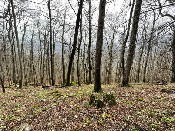 Paisagem Florestal Terreno Montanhoso Close Troncos Árvores Terreno Alto Primavera — Fotografia de Stock