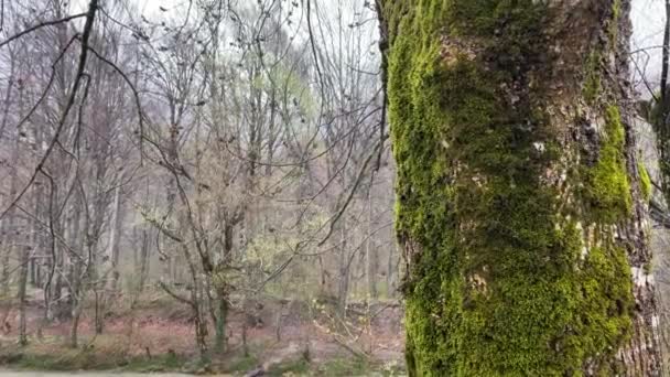 Blisko Drzewa Kwitnącego Mchem Bagażnik Zielonym Mchu Deszczową Pogodę — Wideo stockowe