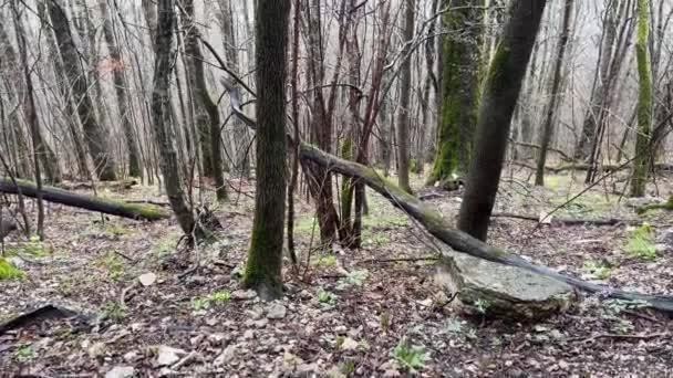 Forest Landscape Mountainous Terrain Close Tree Trunks High Ground Springtime — Stock Video