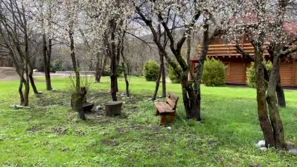 田舎の木の近くの木製のベンチを閉じます 屋外レクリエーションのための芝生の上で木製の泥 — ストック動画