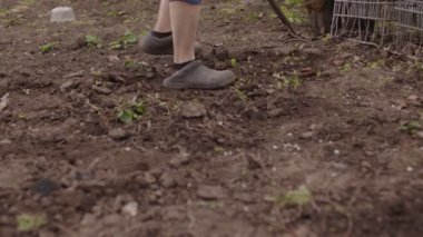 Mutfak bahçesinde çapayla toprağı süren tanınmamış bir insana yakın çekim. Meçhul bir kadın bir aletle sebze bahçesini temizliyor. Tarım ve bahçe için kur yapma kavramı