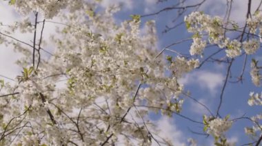 İlkbaharda rüzgarlı havada çiçek açan ağaç dallarını kapatın. Bulutlu gökyüzünün arka planında filizlenen ağaç dallarının portresi.