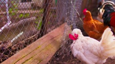 Çayırda tavuk yürüyüşü. Çiftlikteki otlakta yürürken tahıl arayan sıradan tavuklar..