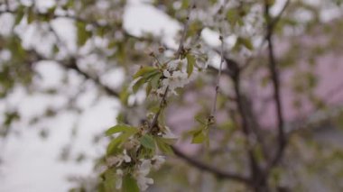 İlkbaharda rüzgarlı havada çiçek açan ağaç dallarını kapatın. Bulutlu gökyüzünün arka planında filizlenen ağaç dallarının portresi.
