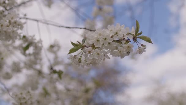 Close Flowering Tree Branches Windy Weather Springtime Portrait Tree Branches — Stock Video