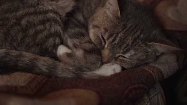 Sluiten Van Binnenlandse Kat Slapen Bank Kamer Schattig Poesje Rustend — Stockvideo