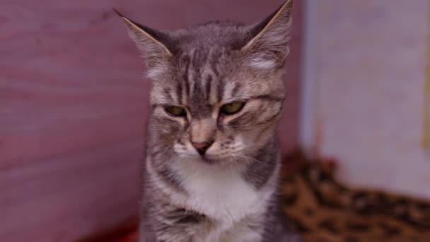 Close Domestic Cat Sitting Porch House Cute Pussycat Resting Fresh — Stock Video