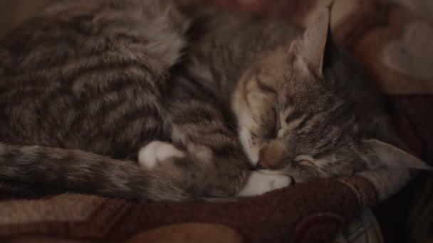 关在房间沙发上睡觉的家猫 可爱的猫休息一下 — 图库视频影像