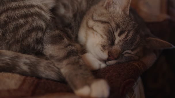 Evcil Kedinin Odada Kanepede Uyumasına Yakın Şirin Kedicik Dinleniyor Gözetliyor — Stok video