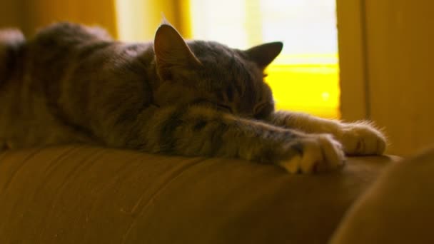 Κοντινό Πλάνο Της Οικιακής Γάτας Κοιμάται Στο Πίσω Μέρος Του — Αρχείο Βίντεο