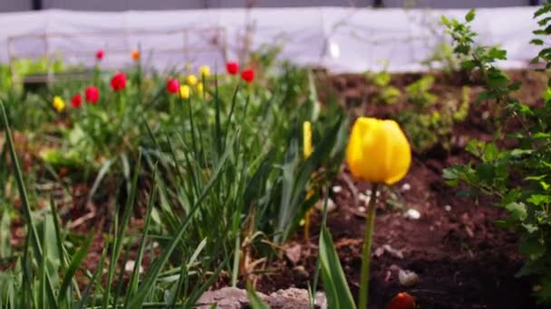 Близько Яскравих Тюльпанів Саду Сонячну Погоду Красиві Квіти Ширяють Вітрі — стокове відео