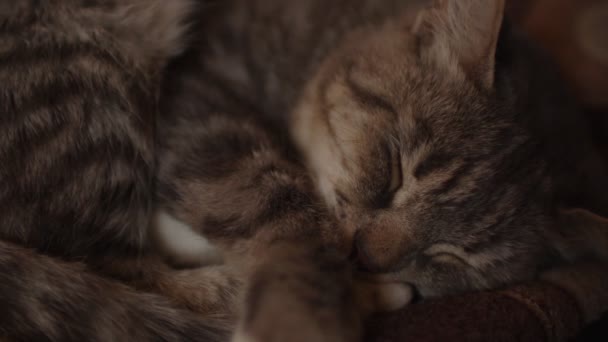 Close Domestic Cat Sleeping Sofa Room Cute Pussycat Resting — Stock Video