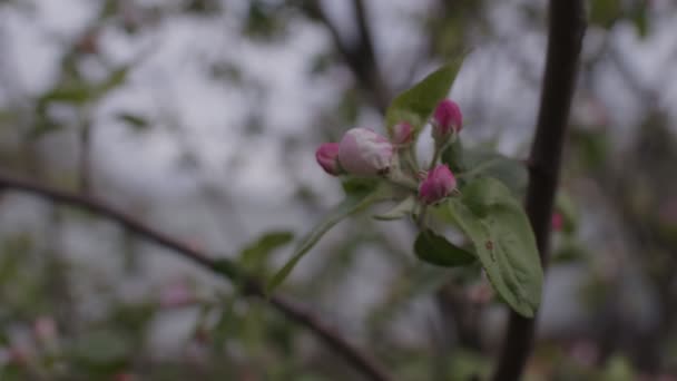 Boom Tak Met Kleine Knoppen Tak Van Boom Met Kleine — Stockvideo