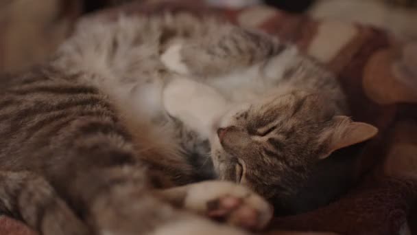 Close Domestic Cat Sleeping Sofa Room Cute Pussycat Resting Spying — Stock Video