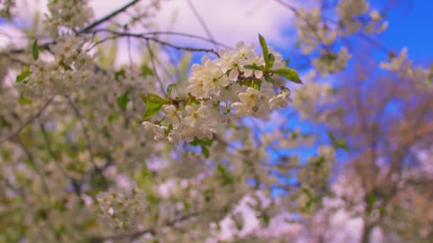 Zblízka Kvetoucích Větví Stromů Větrném Počasí Jaře Portrét Větví Stromů — Stock video
