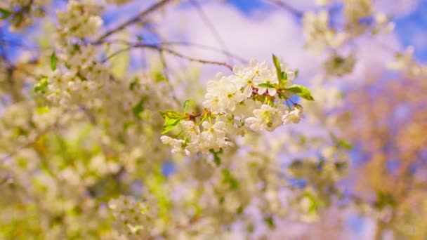 春の風の強い天候で開花木の枝の閉鎖 曇りの空を背景に芽吹きのある木の枝の肖像 — ストック動画