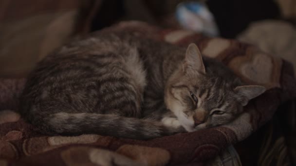 Aproape Pisica Domestică Care Doarme Canapea Cameră Draguta Pussycat Odihnă — Videoclip de stoc