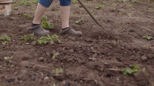 Mutfak Bahçesinde Çapayla Toprağı Süren Tanınmamış Bir Insana Yakın Çekim — Stok video