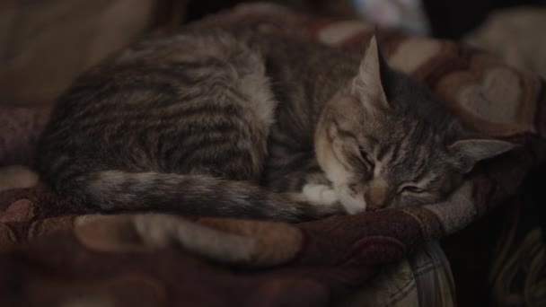 Sluiten Van Binnenlandse Kat Slapen Bank Kamer Schattig Poesje Rustend — Stockvideo