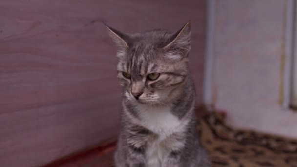 Dekat Dengan Kucing Domestik Yang Duduk Teras Rumah Kucing Manis — Stok Video