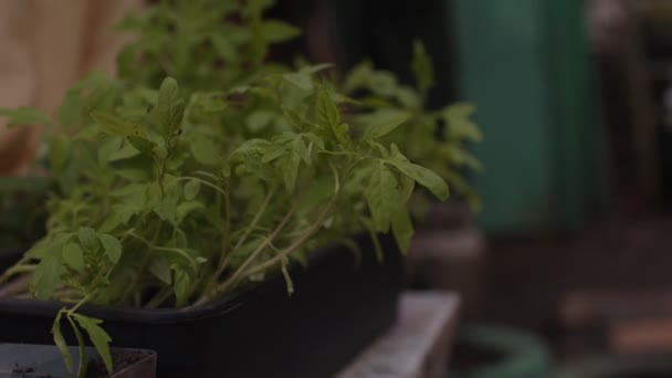 Detailní Záběr Sazenic Kontejneru Ulici Větrného Počasí Zelené Stromky Plastovém — Stock video