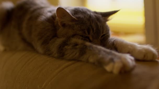 Zbliżenie Domowego Kota Śpiącego Tylnej Kanapie Pokoju Słodkie Kotek Odpoczynek — Wideo stockowe