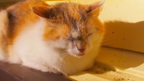 Sluiten Van Huiselijke Kat Zittend Stichting Van Huis Zonnig Weer — Stockvideo