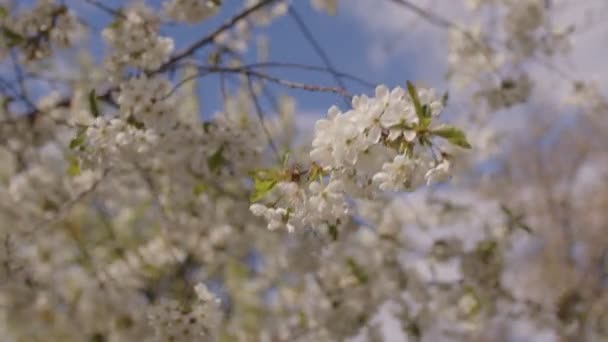 春の風の強い天候で開花木の枝の閉鎖 曇りの空を背景に芽吹きのある木の枝の肖像 — ストック動画