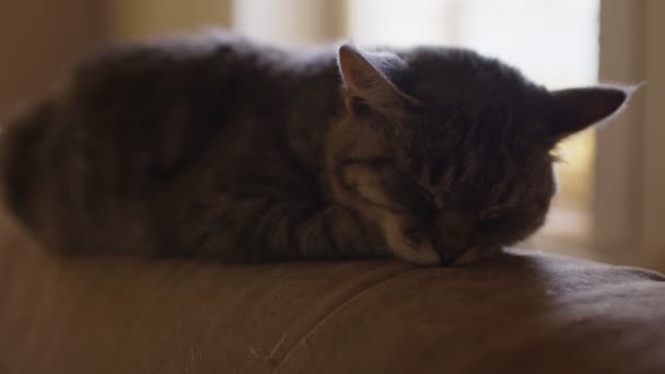 Κοντινό Πλάνο Της Οικιακής Γάτας Κοιμάται Στο Πίσω Μέρος Του — Αρχείο Βίντεο