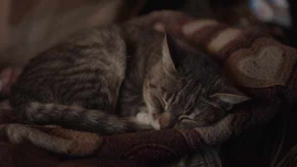 Közelkép Házi Macska Alszik Kanapén Szobában Aranyos Kiscica Pihen Kémkedik — Stock videók