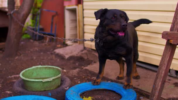 中庭の家の近くのチェーン上の大きな黒い犬のクローズアップ かわいい番人が尻尾を振って — ストック動画