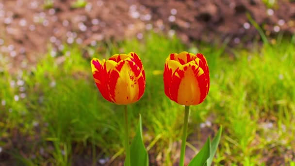 Close Bright Tulips Garden Sunny Weather Beautiful Flowers Swaying Wind — Stock Video