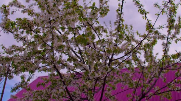 Zblízka Kvetoucích Větví Stromů Větrném Počasí Jaře Portrét Větví Stromů — Stock video