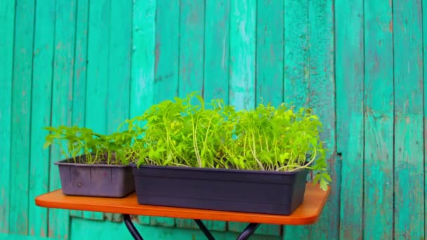 Nahaufnahme Von Sämlingen Containern Auf Dem Tisch Freien Grüne Setzlinge — Stockvideo