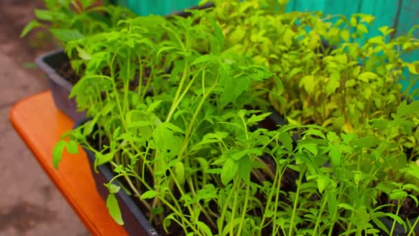 Close Seedlings Containers Table Outdoors Green Saplings Plastic Trays Old — Stock Video