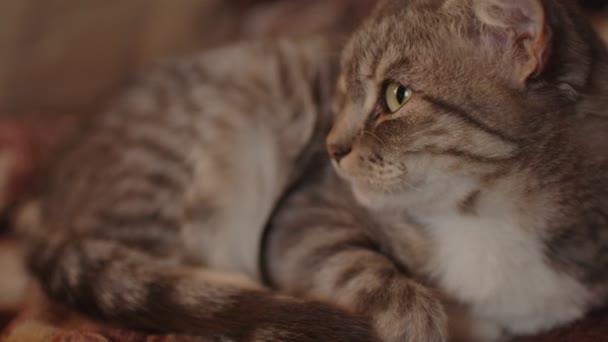 Κοντινό Πλάνο Της Οικιακής Γάτας Κοιμάται Στον Καναπέ Στο Δωμάτιο — Αρχείο Βίντεο