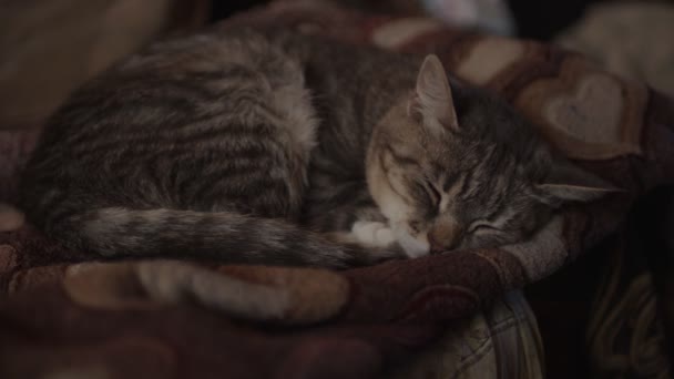 Großaufnahme Einer Hauskatze Die Auf Dem Sofa Zimmer Schläft Niedliche — Stockvideo