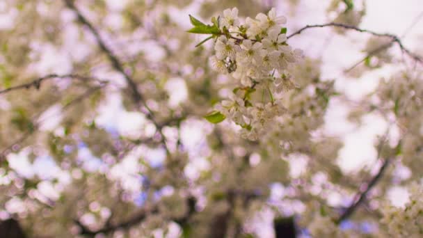 봄철에는 날씨에 꽃피는 나뭇가지들을 둡니다 구름낀 배경에 나뭇가지의 — 비디오