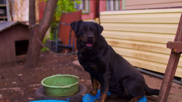 中庭の家の近くのチェーン上の大きな黒い犬のクローズアップ かわいい番人が尻尾を振って — ストック動画