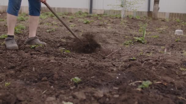 在厨房花园用锄头犁地的不认识的人的近身 不为人知的女人用工具在菜园除草 农业和园艺的概念 — 图库视频影像