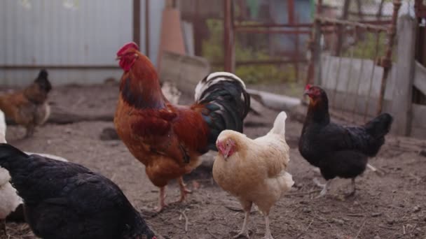 Primer Plano Del Gallo Adulto Con Gallinas Paddock Retrato Del — Vídeos de Stock