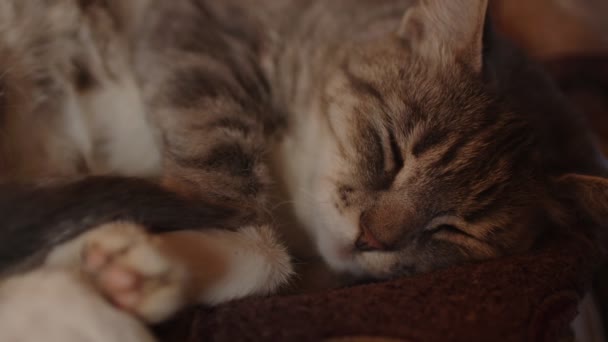 Großaufnahme Einer Hauskatze Die Auf Dem Sofa Zimmer Schläft Niedliche — Stockvideo