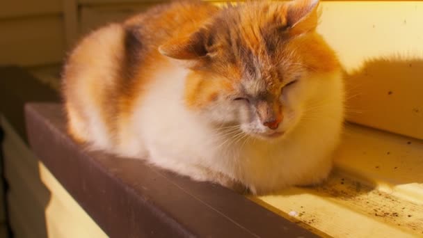Aproape Pisica Domestică Care Stă Fundația Casei Vreme Însorită Draguta — Videoclip de stoc