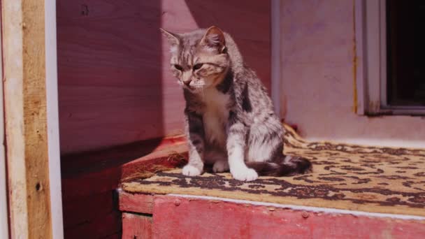 Sluiten Van Huiskat Zittend Veranda Van Huis Leuke Poes Die — Stockvideo